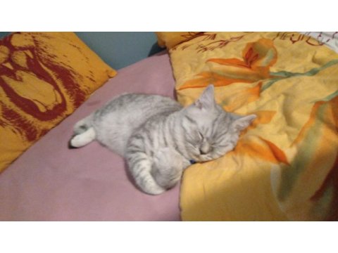 British shorthair - 19 mayıs doğumlu erkek