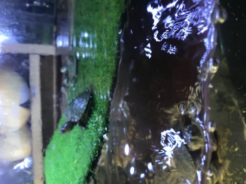 Yavru su kaplumbağaları