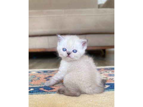 A kalite british shorthair lynx point