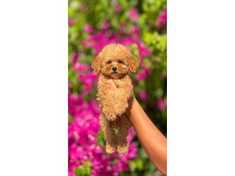Toy poodle bebeklerimiz