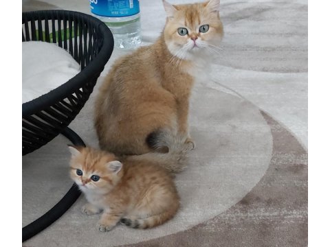 Ny11 black golden british shorthair safkan
