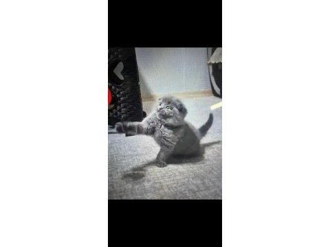 Çok mu çok oyuncu kedimiz