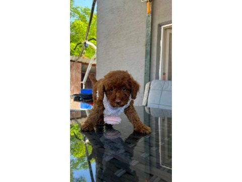 Toy poodle yavru köpeklerimiz