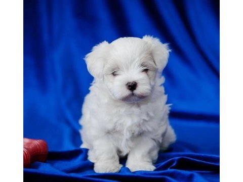 Maltese köpeği yavruları