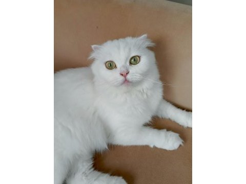 Beyaz scottish fold