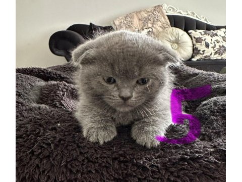 Birbirinden güzel yavru kediler yeni yuvasını arıyor