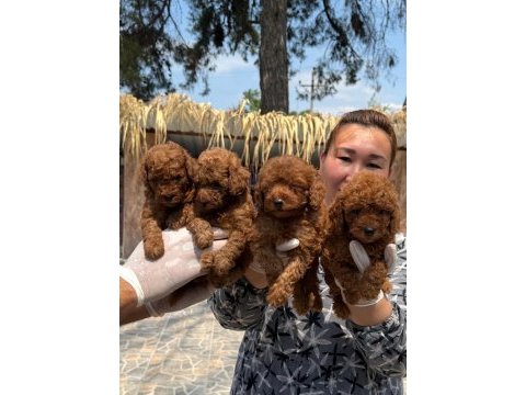 Toy poodle yavrularımız 