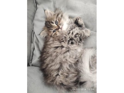 Chinchilla longhair dişi