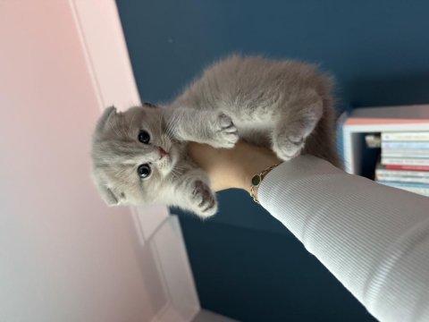Özel seri scottish fold