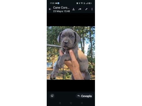 Şecereli aşı yapılmış dişi yavru köpeğimiz