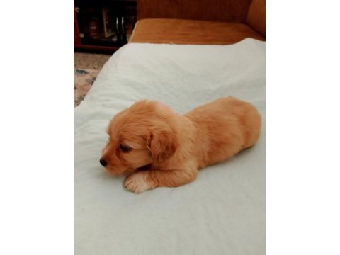 Terrier yavru 1 aylık sütten kesilmek üzere