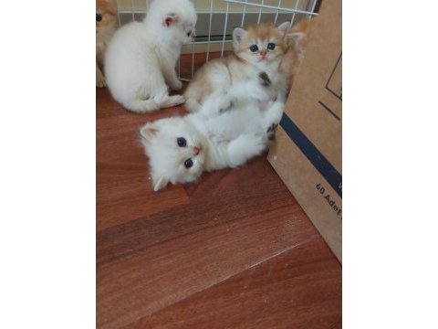 Ny 24 ny 1112 safkan british shorthair