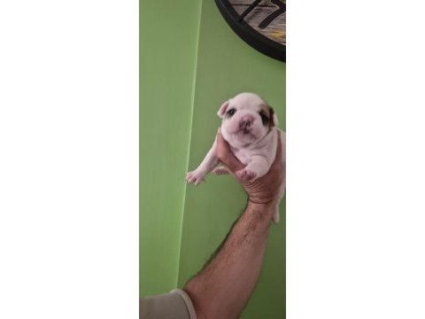 Yavru french bulldoglar sıfır kuyruk