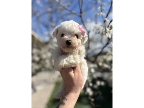 Kar topu beyaz bichon frise bebekler