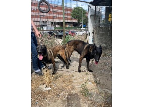 Belçika malinois bebekler