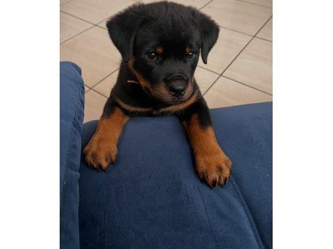 Rottweiler kapıda ödemeli çiftlik kredi kartı geçer