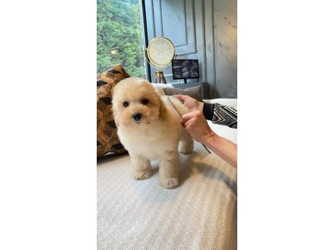 Eğitilebilir maltipoo yavruları ile evinize neşe katın