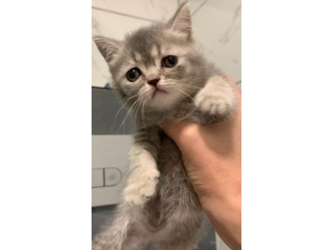 Anne altından british shorthair yavrumuz