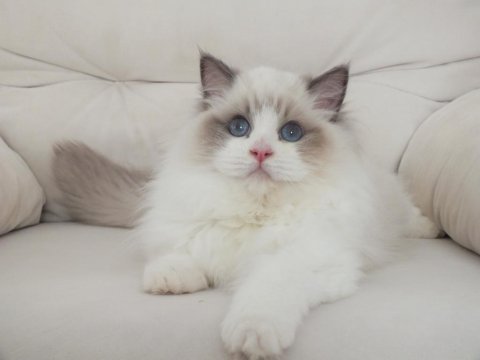 Full şecereli ragdoll yavruları
