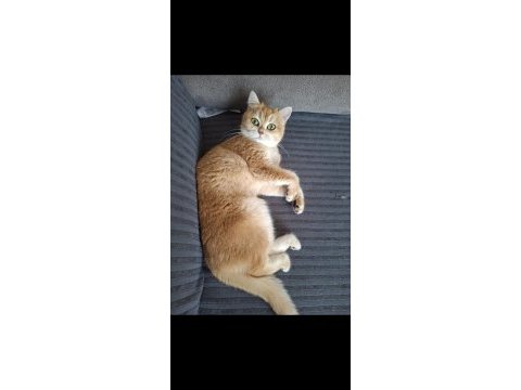 British golden shorthair dişi