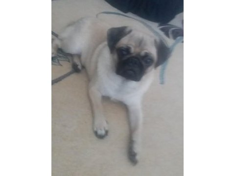 1 yaşında dişi pug