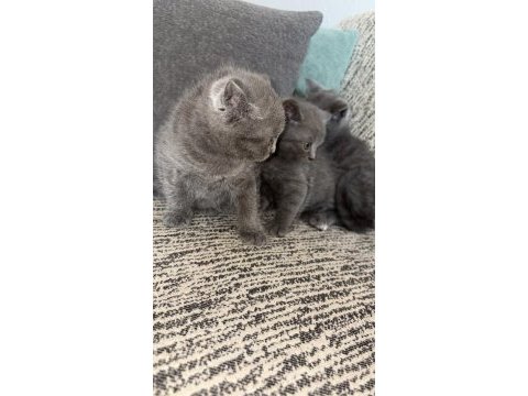 British shorthair kedisi
