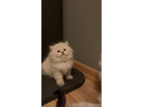 British longhair kedisi