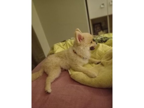 Leo pomeranian boo