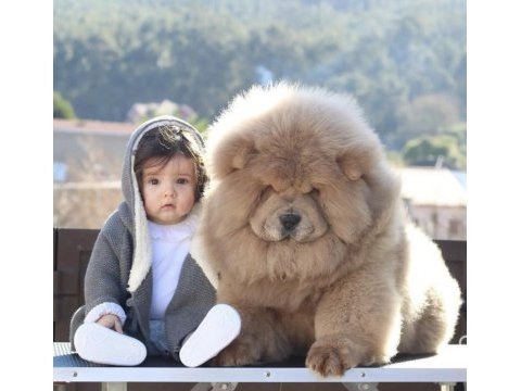 Ev üretimi chow chow yavrular
