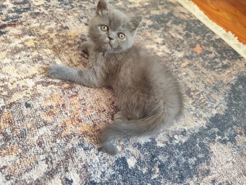 A kalite british shorthair yavrular