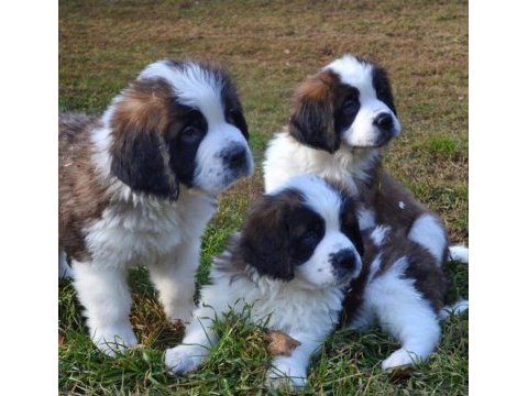 St bernard son erkek yavru
