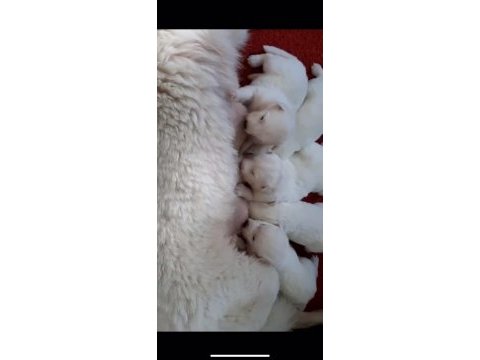 Ev doğumlu orjinal beyaz alman çoban köpeği yavrular