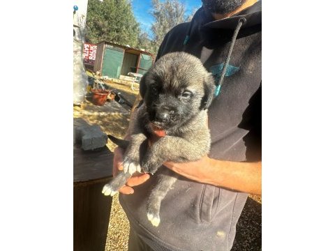 Üst düzey vasıflı kangal yavruları izmir