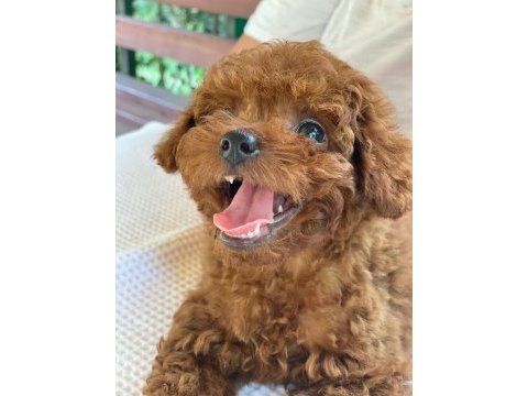 Kuyruksuz kore toy poodle yavrumuz