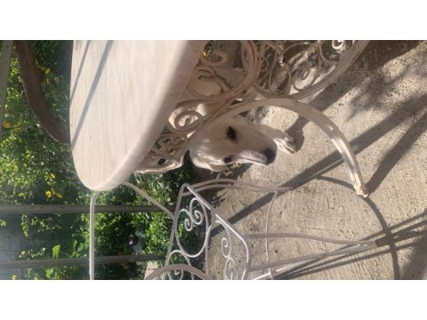 Köpeğimiz güneş için yuva arıyoruz