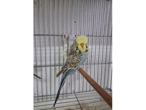 Show jumbo muhabbet kuşları