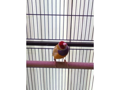 Gouldian finch (gökkuşağı ispinozu)