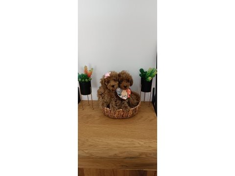 2.5 kiloda kalacak toy poodle bir dişi bir erkek