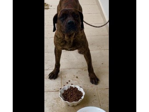 Cane corso brindle (havlamaz ve koruma eğitimli)