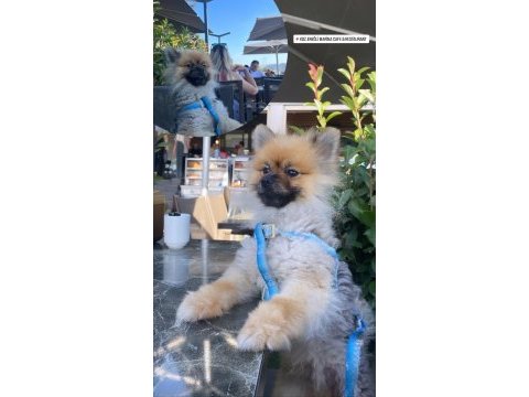 1 yaşında erkek pomeranian boo 2,5 kg