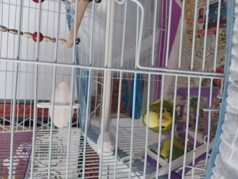 6 aylık erkek muhabbet kuşu