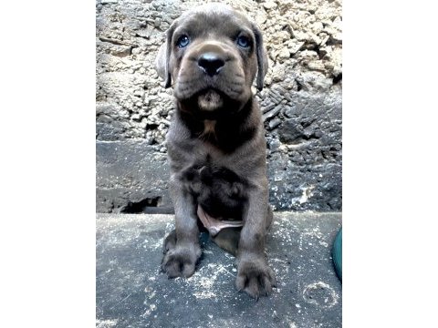 Blue yavru cane corso