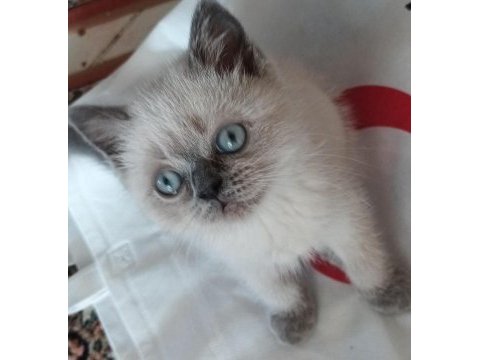 Blue point cins kedimiz