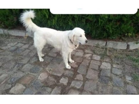 2 erkek ve 2 dişi golden retriever