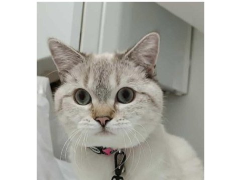 British shorthair mama karşılığı