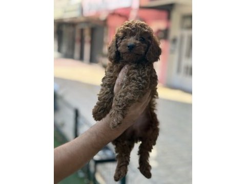 Konya içi elden teslim toy poodle bebekler