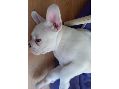 French bulldog tyson yeni yuvasını arıyor