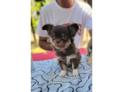 Teacup chihuahua yavrular