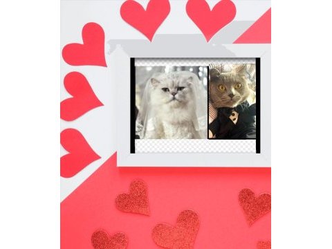 Russian blue ve british longhair kırma yavrular