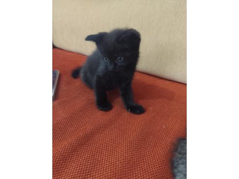 Scottish fold ve straight yavrular hazır